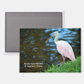 Mooie Rozeate Spoonbill Magneet (Voorkant / Achterkant)
