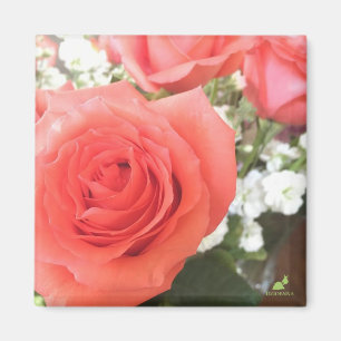 Mooie Rozen Magnet Magneet