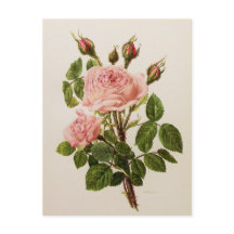 Mooie  Rozen met botanische fijne kunst