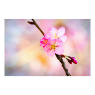 Mooie Sakura Cherry Blossom Foto Afdruk