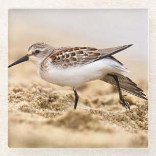 Mooie Sandpipervogel in de zand Glazen Onderzetter