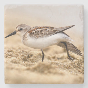 Mooie Sandpipervogel in de zand Stenen Onderzetter