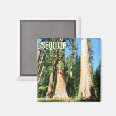 Mooie Sequoia magneet! Magneet (Voorkant / Achterkant)