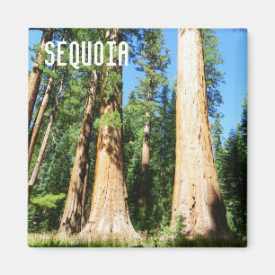 Mooie Sequoia Magnet! Magneet