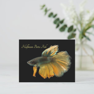 Mooie Siamese gevechtsvis Betta Halfmoon Briefkaart