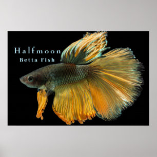 Mooie Siamese gevechtsvis Betta Halfmoon Poster
