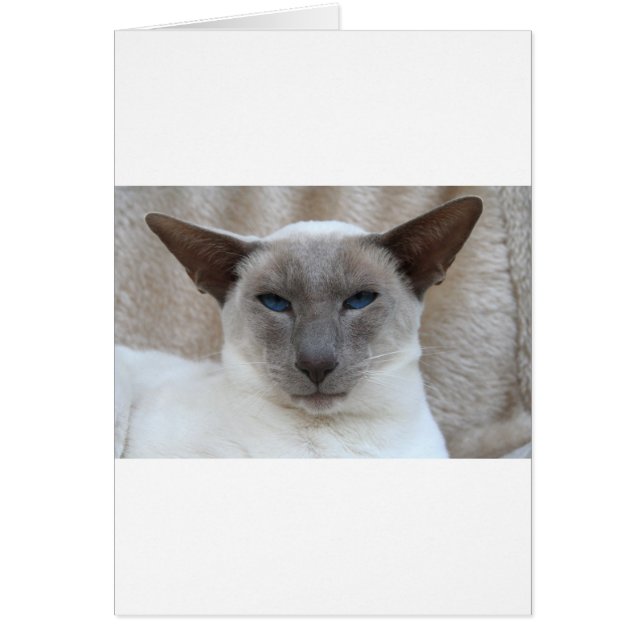 Mooie Siamese kat (Voorkant)