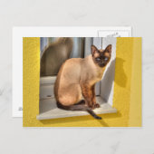 Mooie Siamese kat Briefkaart (Voorkant / Achterkant)