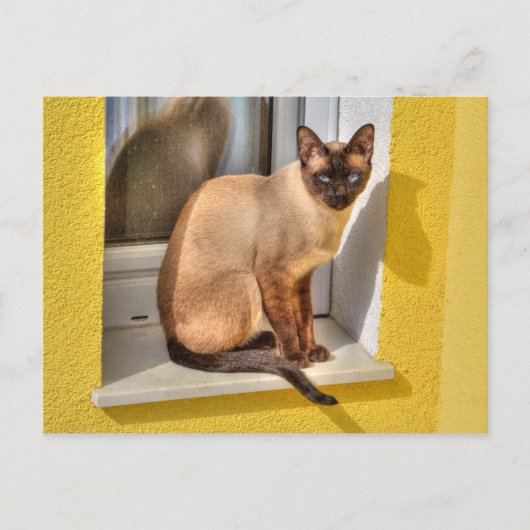 Mooie Siamese kat Briefkaart (Voorkant)
