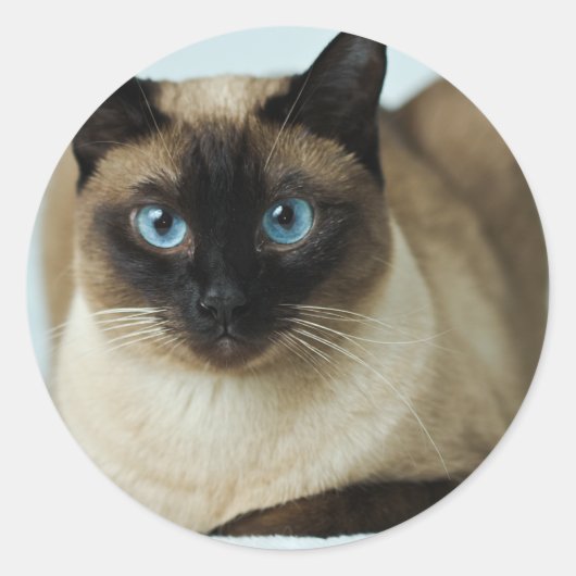 Mooie Siamese kat foto Classic Round Sticker (Voorkant)
