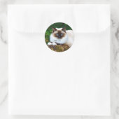 Mooie Siamese kat foto Classic Round Sticker (Tas)