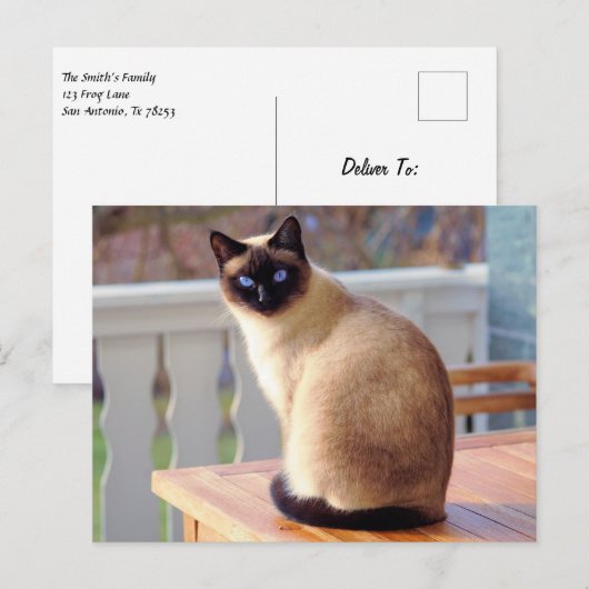 Mooie Siamese kat met blauwe ogen Briefkaart (Voorkant / Achterkant)
