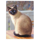 Mooie Siamese kat met blauwe ogen Klembord (Achterkant)