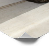 Mooie Siamese kat Poster (Hoek)