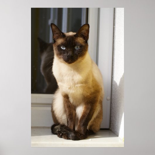 Mooie Siamese kat Poster (Voorkant)