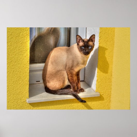 Mooie Siamese kat Poster (Voorkant)