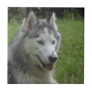 Mooie Siberian Husky Puppy Dog Tegeltje