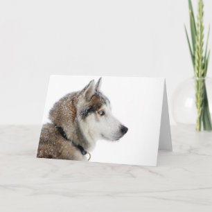 Mooie Siberische Husky in de sneeuw Kaart