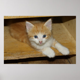 Mooie Sinaasappel Kitten Poster