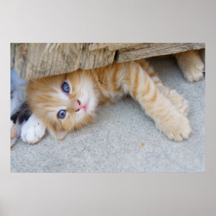 Mooie Sinaasappel Kitten Poster