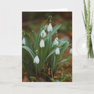 Mooie sneeuwklokbloem fotografie blanco kaart