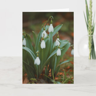 Mooie sneeuwklokbloem fotografie blanco kaart