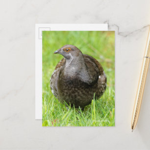Mooie Sooty Grouse Gamebird in Grass Briefkaart