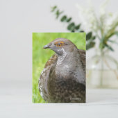 Mooie Sooty Grouse Gamebird in Grass Briefkaart (Staand voorkant)