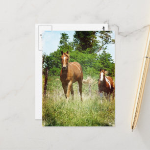 Mooie Sorrel Ruin Schilder Merrie Zomer Briefkaart