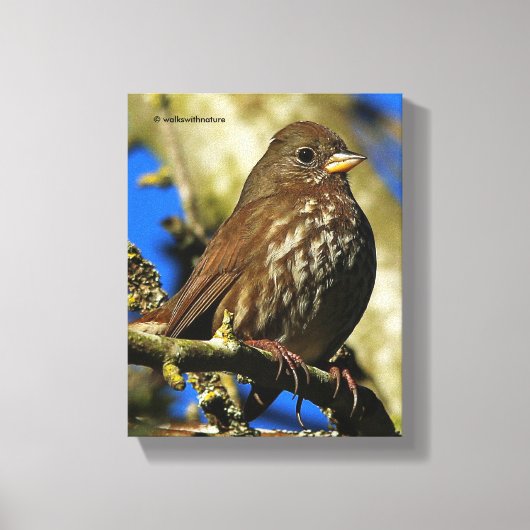 Mooie soty Fox Sparrow in een perenboom Canvas Afdruk (Voorkant)