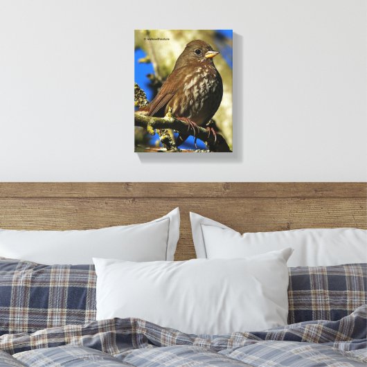 Mooie soty Fox Sparrow in een perenboom Canvas Afdruk (Insitu (Slaapkamer))