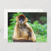 Mooie Spider Monkey Briefkaart (Voorkant / Achterkant)