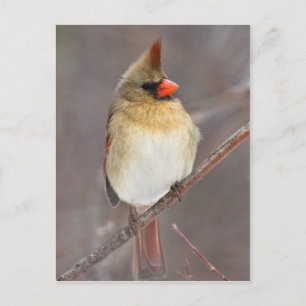 Mooie stel briefkaart