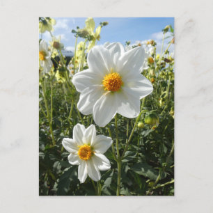 Mooie Sunny White Dahlia Flowers DIY Briefkaart