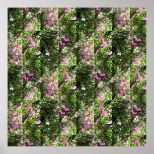 Mooie Sweetpeas.... Poster