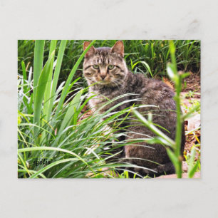 Mooie tabbykat in gras tuin foto ansichtkaart briefkaart