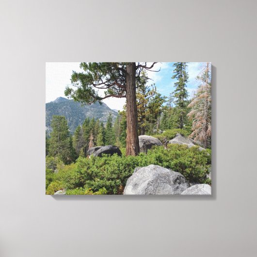 Mooie Tahoe-schildpad Canvas Afdruk (Voorkant)