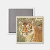 Mooie Tiger Magnet! Magneet (Voorkant / Achterkant)