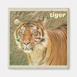 Mooie Tiger Magnet! Magneet
