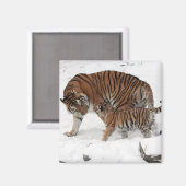 Mooie tijger en kaap magneet (Voorkant / Achterkant)
