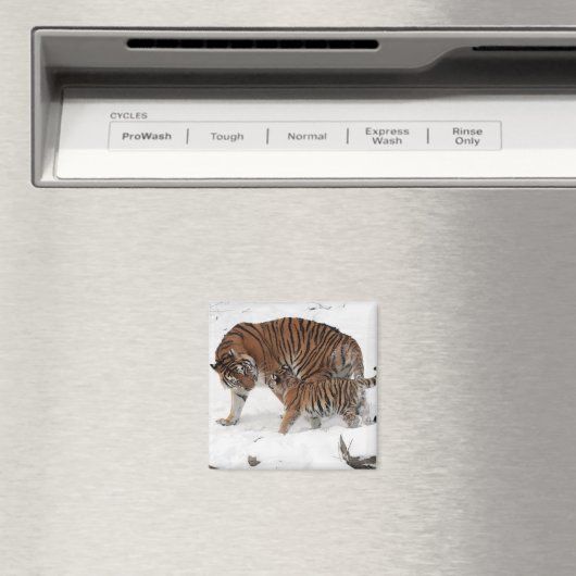 Mooie tijger en kaap magneet (Insitu (Vaatwasser))