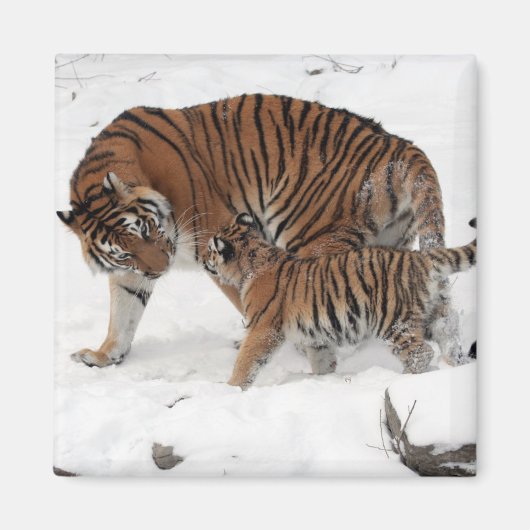 Mooie tijger en kaap magneet (Voorkant)
