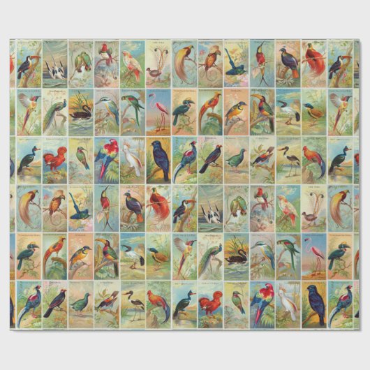 Mooie tropische vogels 19e-eeuwse illustratie cadeaupapier (Vlak)