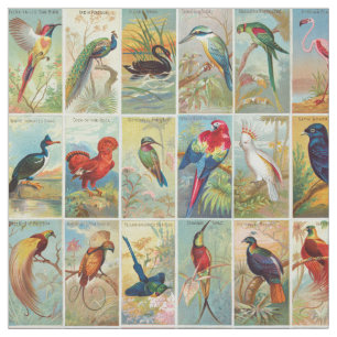 Mooie tropische vogels 19e-eeuwse illustratie stof