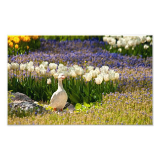 Mooie tuin foto afdruk