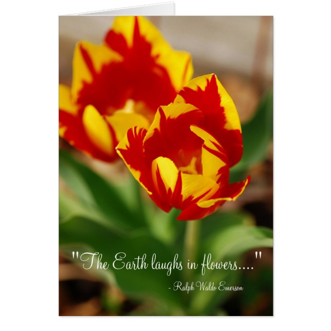 Mooie Tulpen (Voorkant)