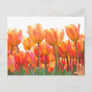 Mooie tulpen briefkaart