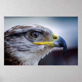 Mooie valkenportret poster