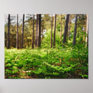 Mooie varen bosgrond poster