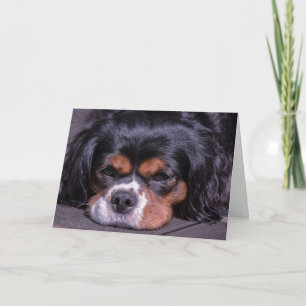 Mooie verjaardagskaart voor King Charles Cavalier- Kaart
